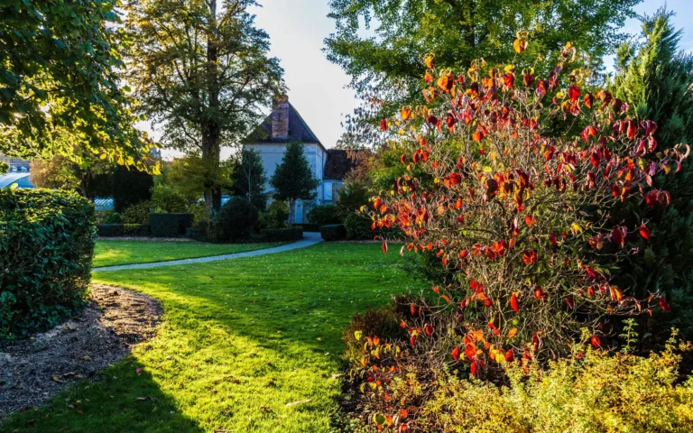 Jardin engazonné et arboré après aménagement